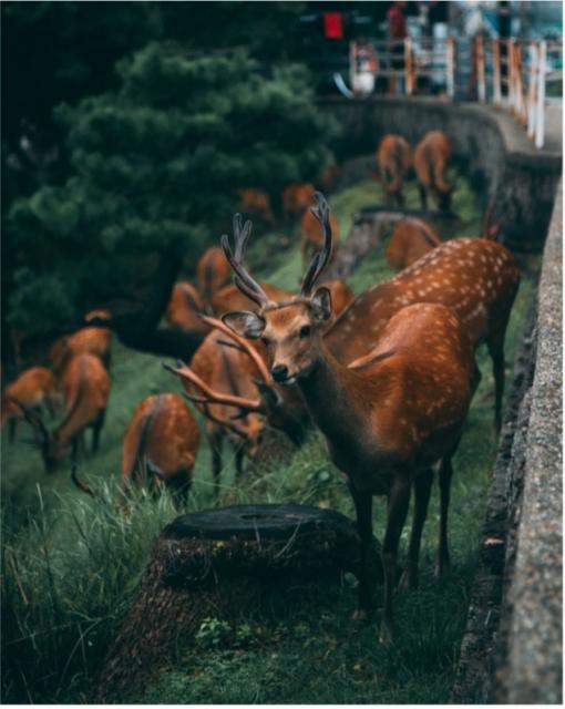 A herd of deer looking at camera